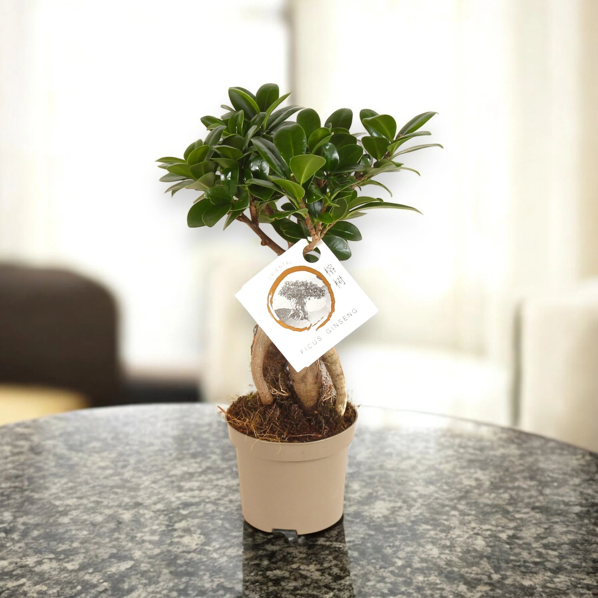 Ficus Ginseng in vaso 