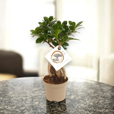 Ficus Ginseng in vaso 