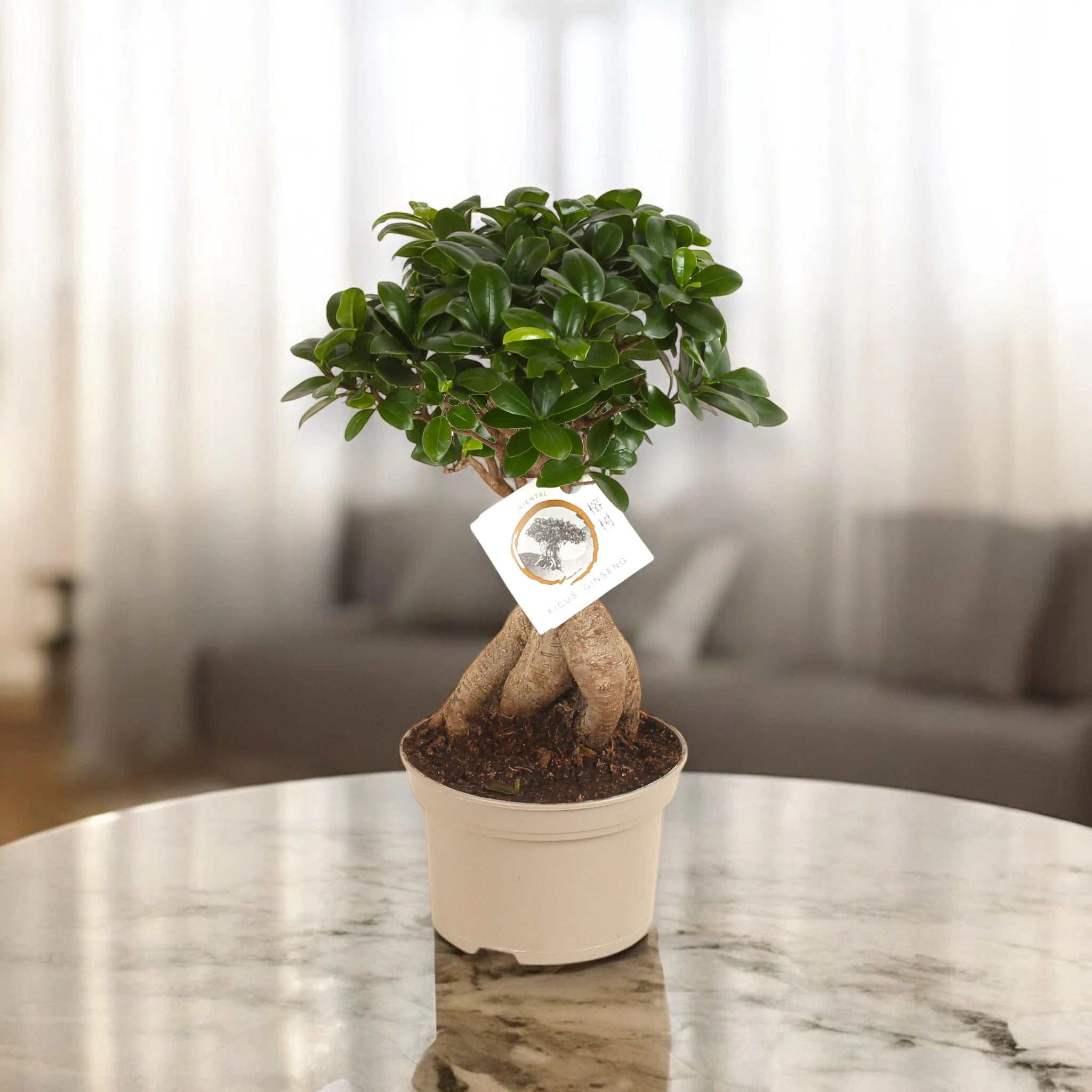 Bonsai di Ficus Ginseng compatto