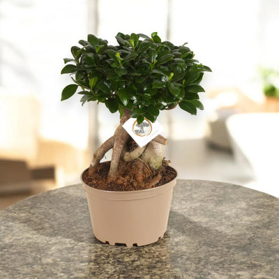 Bonsai di Ficus Ginseng in vaso