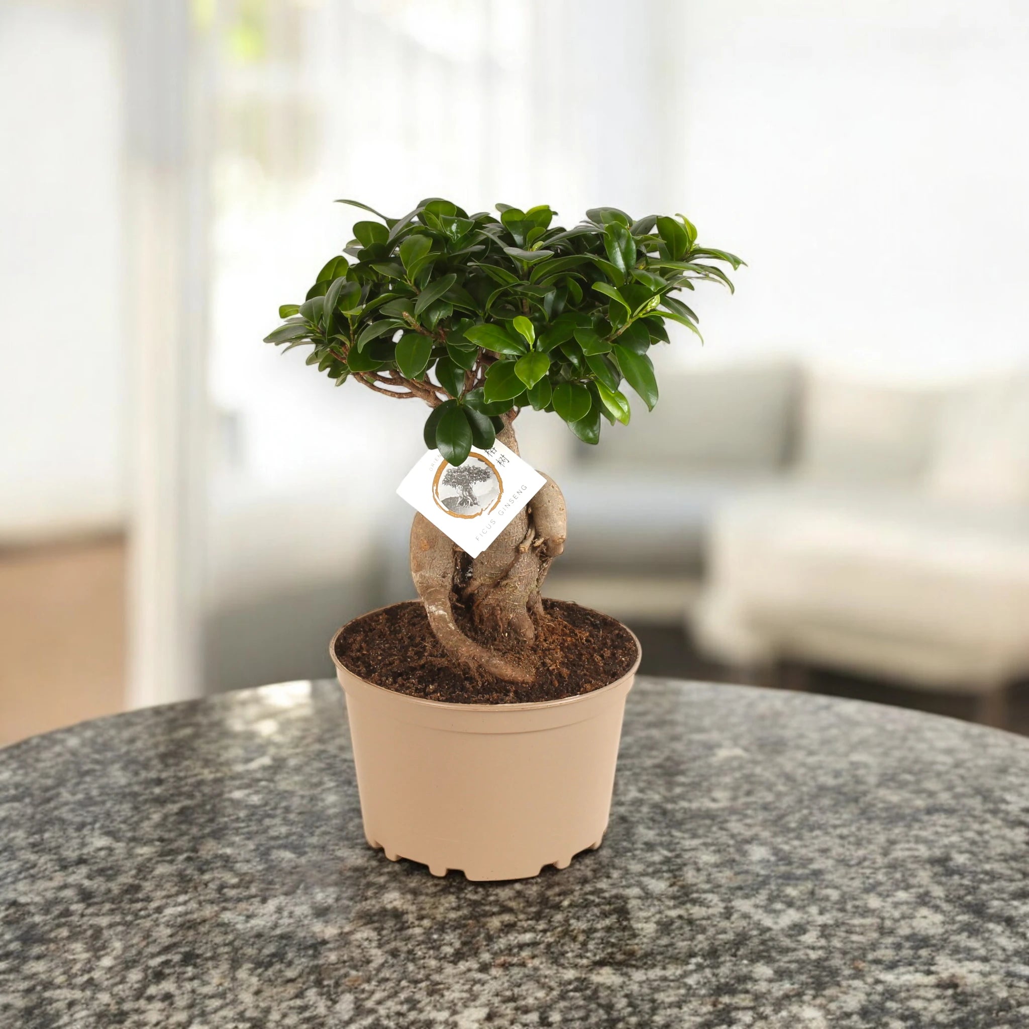 Ficus Ginseng su tavolo luminoso 