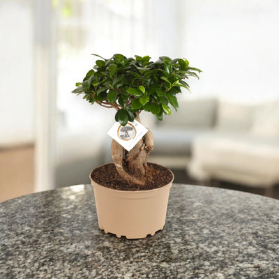Ficus Ginseng su tavolo luminoso 
