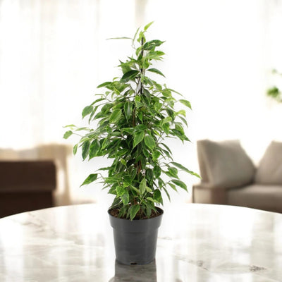 Ficus benjamina 'Anastasia'
