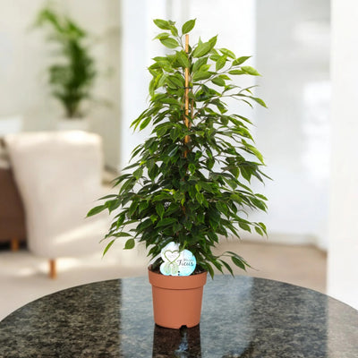 Ficus benjamina 'Anastasia'