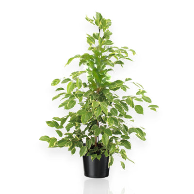 Ficus benjamina 'Golden King'