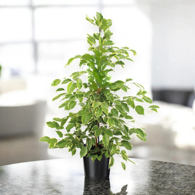 Ficus benjamina 'Golden King'