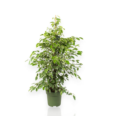 Ficus benjamina Golden King in vaso