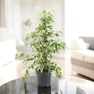 Ficus benjamina 'Twilight'