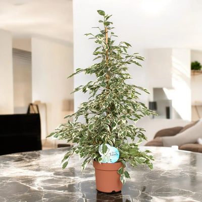 Ficus benjamina 'Twilight'