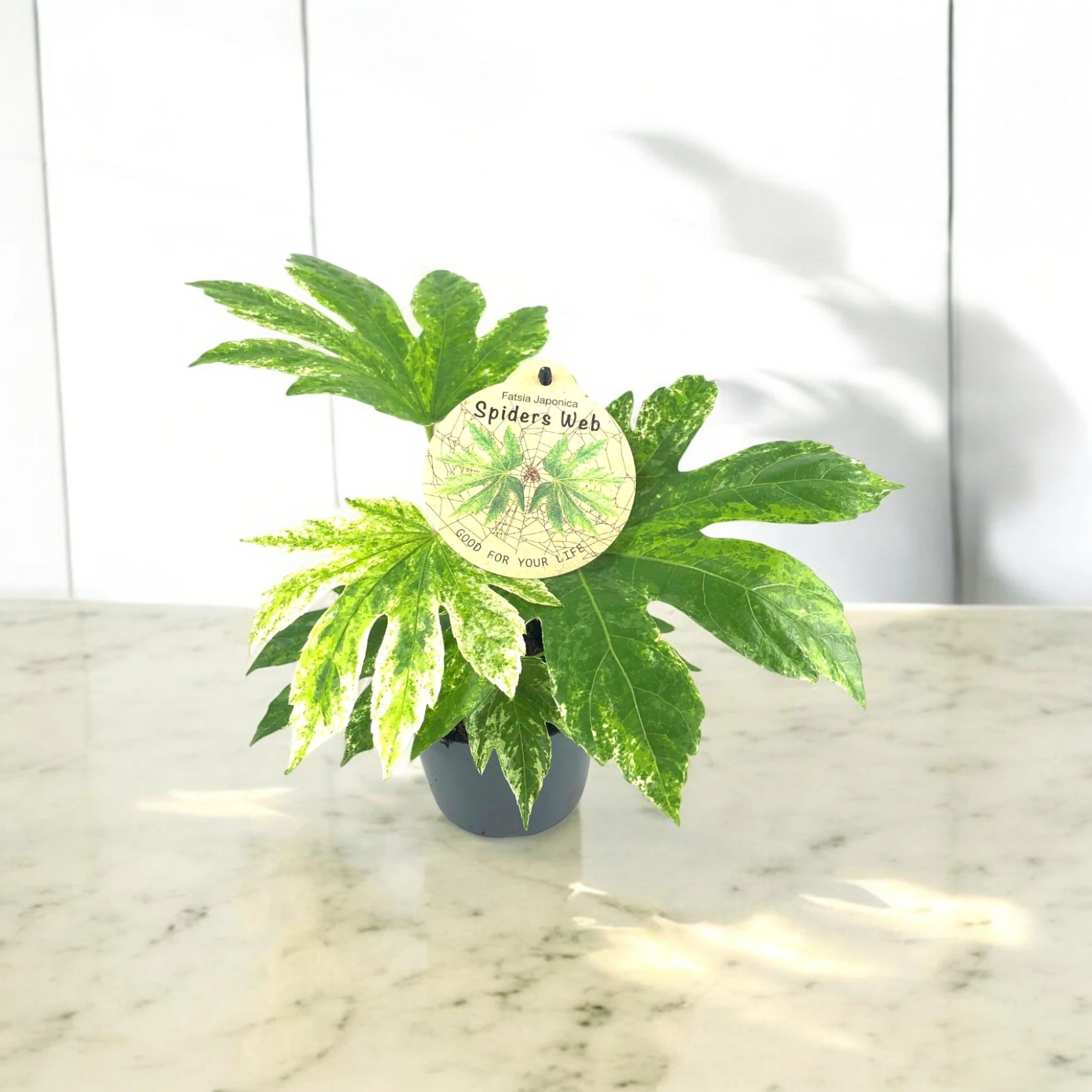 Aralia variegata in vaso chiaro