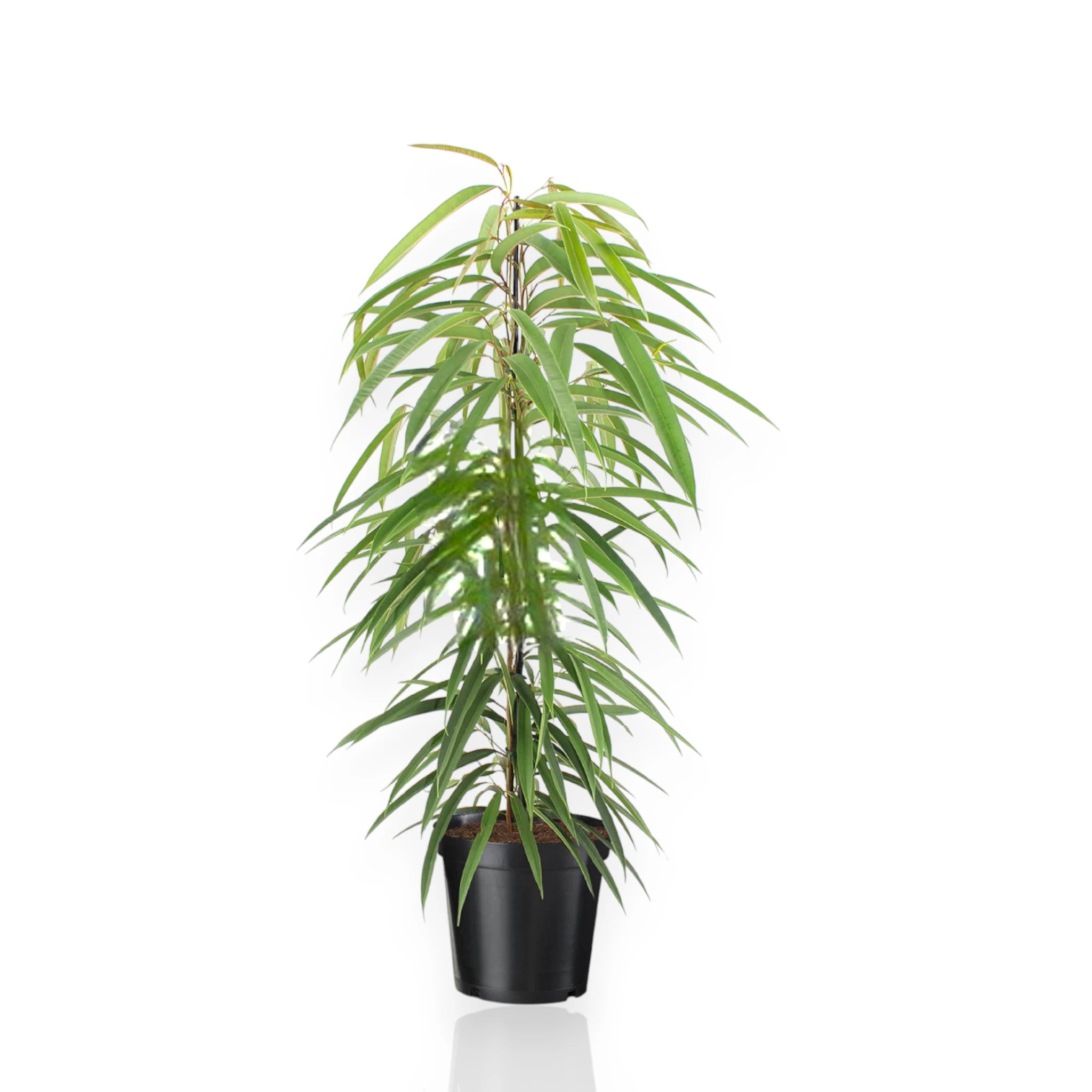 Ficus Alli con foglie strette