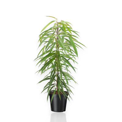 Ficus Alli con foglie strette