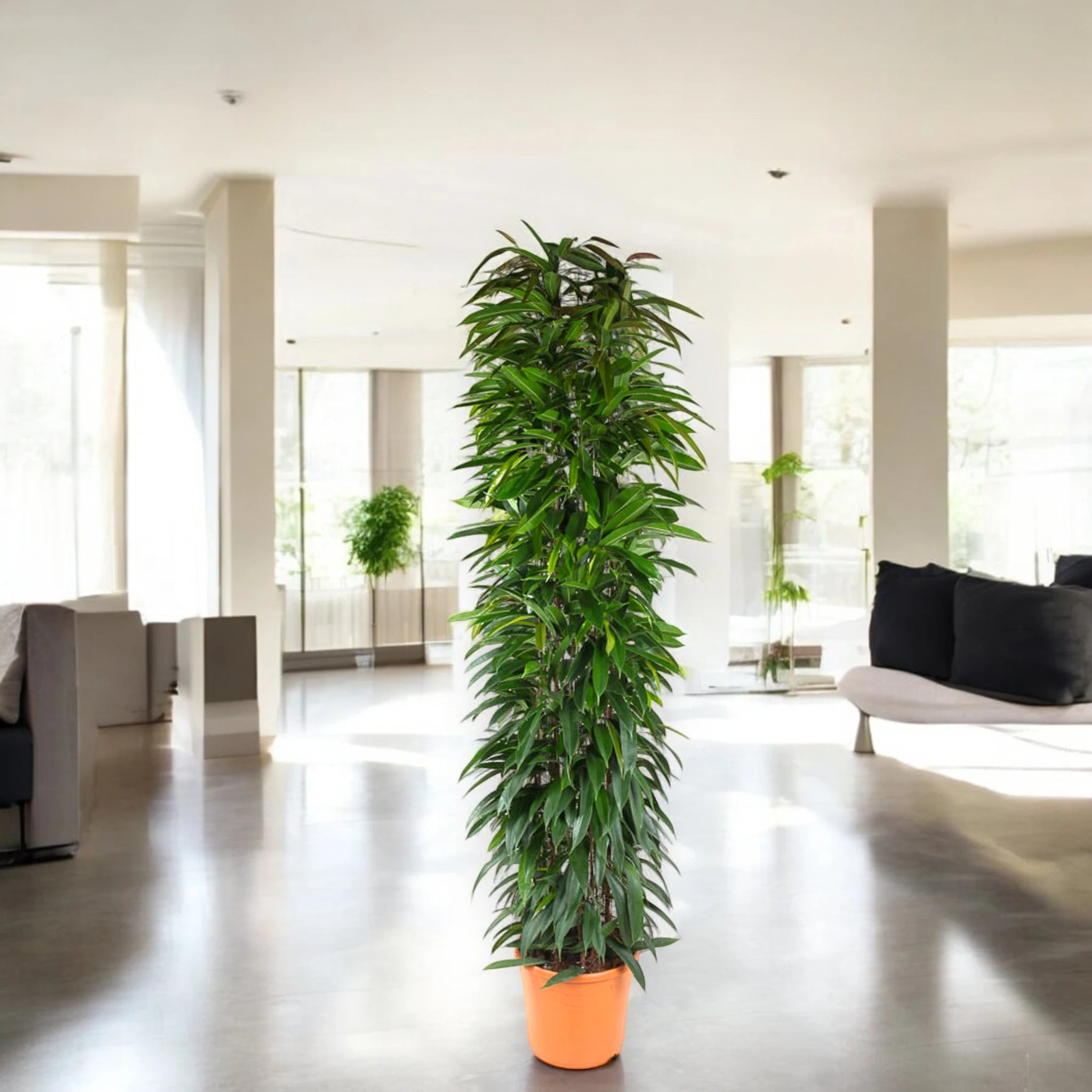 Ficus Alli in vaso moderno