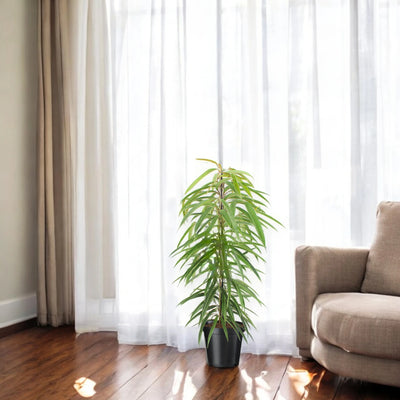 Pianta di Ficus Alli in vaso