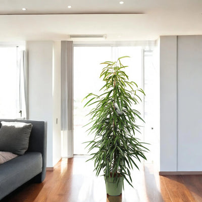 Ficus Alli decorativo da interno