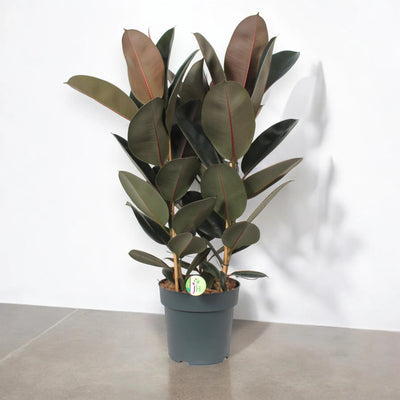 Ficus elastica Abidjan