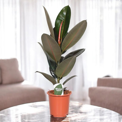 Ficus elastica 'Abidjan'