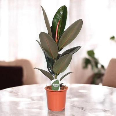 Ficus elastica 'Abidjan'
