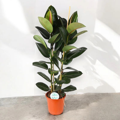 Ficus elastica 'Robusta'