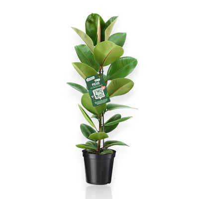 Ficus elastica Robusta