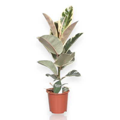 Ficus elastica Tineke in vaso, pianta da interno con foglie variegate verde scuro e bordi crema