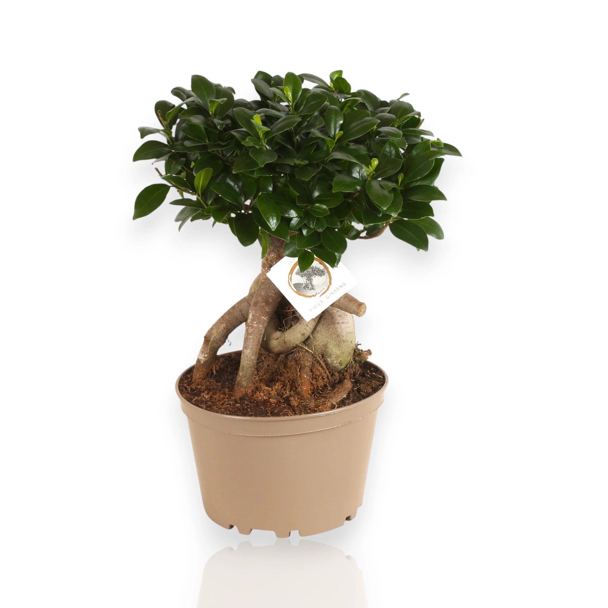 Ficus microcarpa Ginseng con sfondo bianco