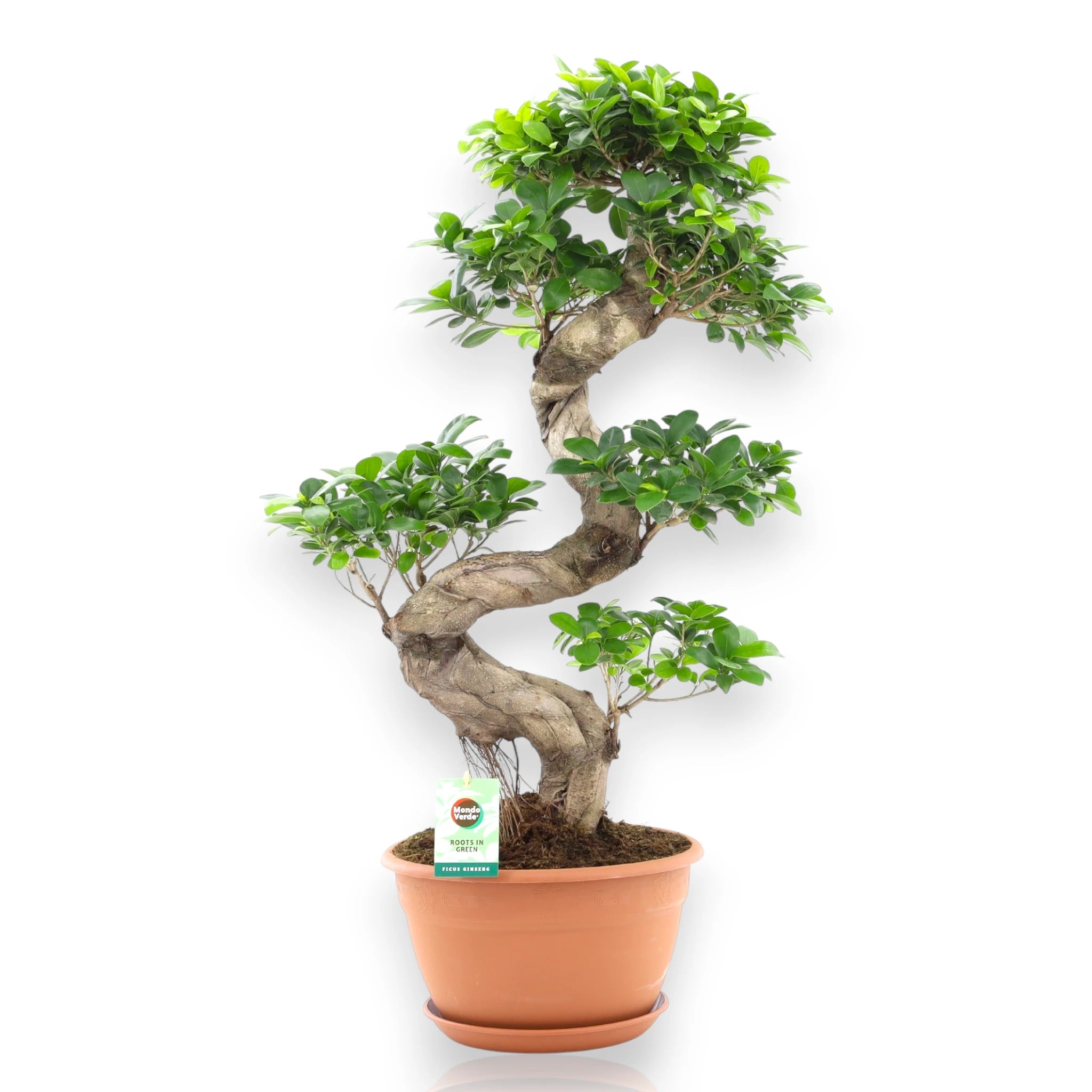 Ficus microcarpa Ginseng artistico con sfondo bianco