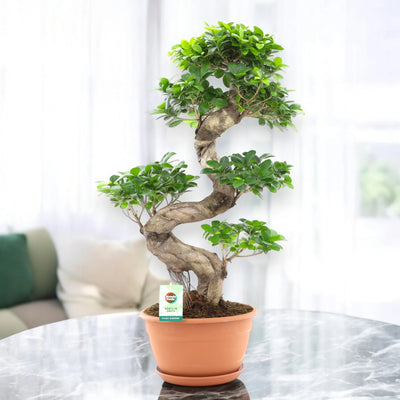 Ficus Ginseng decorativo da interno