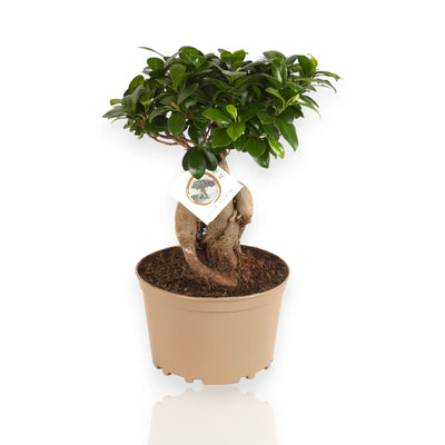 Ficus microcarpa Ginseng moderno con sfondo bianco