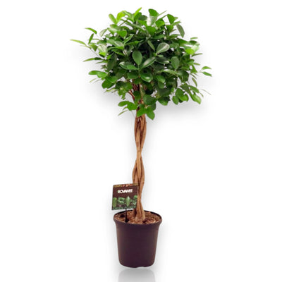 Ficus microcarpa 'Moclame'