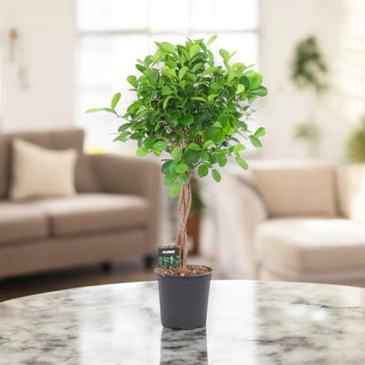 Ficus microcarpa 'Moclame'