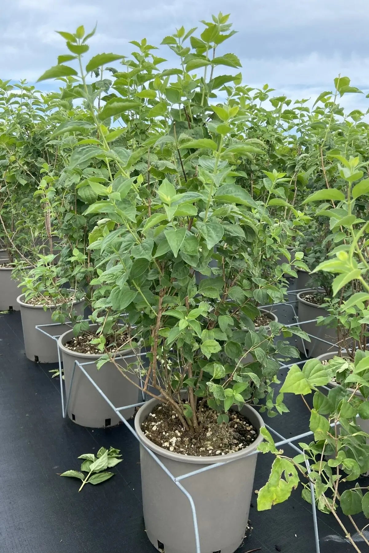 Filadelfo - Philadelphus 'Hybrido Snowflake' in vaso