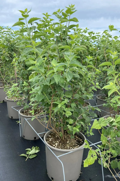 Filadelfo - Philadelphus 'Hybrido Snowflake' in vaso