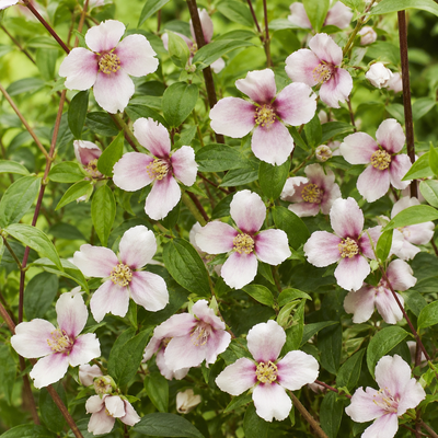 Filadelfo - Philadelphus 'Petite Perfume Pink' in fiore
