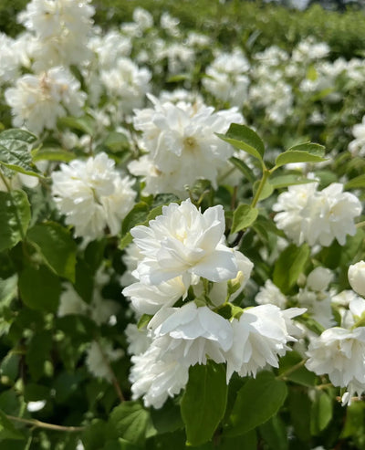 Filadelfo - Philadelphus coronarius 'Virginalis' fiori bianchi