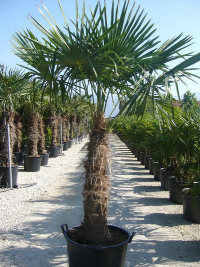 Trachycarpus fortunei coltivate in fila all'interno di un vivaio con esemplari di grandi dimensioni.