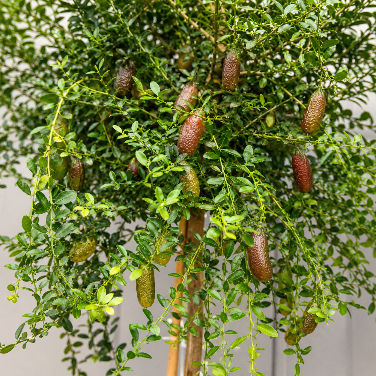 Frutti di finger lime rosa appesi ai rami tra foglie verdi lucide di agrume australiano