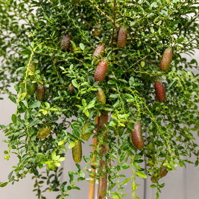 Frutti di finger lime rosa appesi ai rami tra foglie verdi lucide di agrume australiano