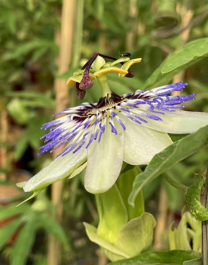 Fiore aperto di Passiflora caerulea