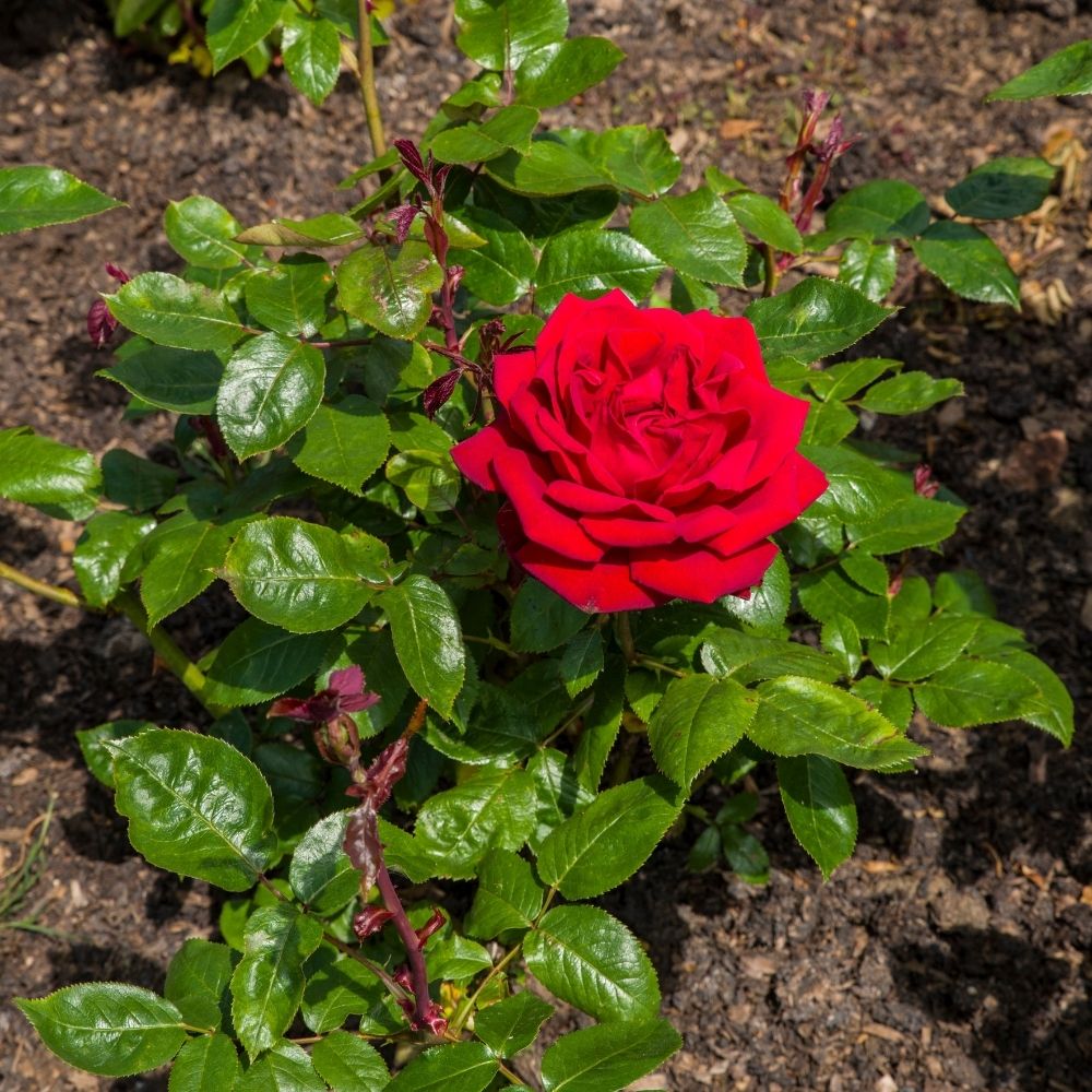 Fiore di rosa ‘Ingrid Bergman’ con petali vellutati.