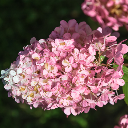 Infiorescenze fiore di Ortensia Pink Lady