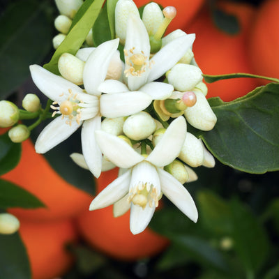 Fiori bianchi e profumati di zagara dell'arancio Washington Navel