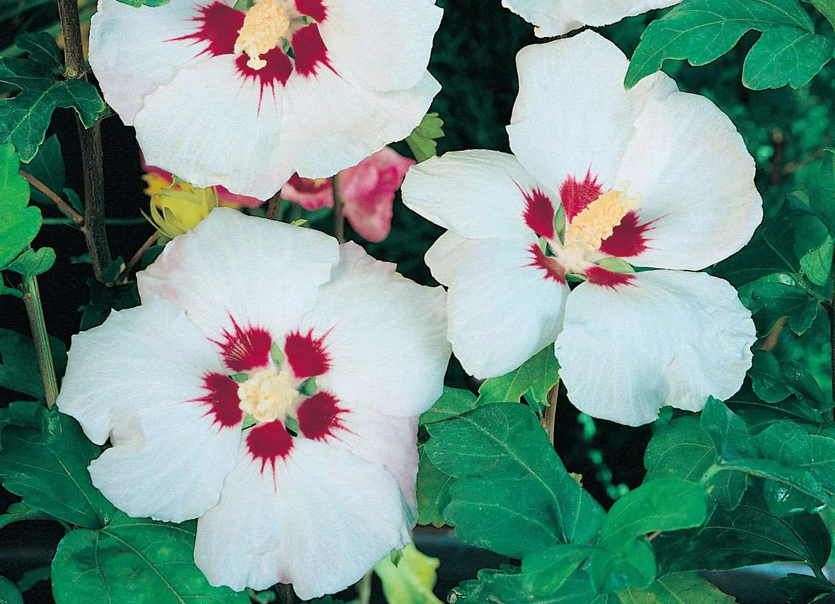 Fiori bianchi con centro rosso