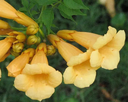 Campsis radicans Yellow Trumpet rampicante con fiori gialli a tromba