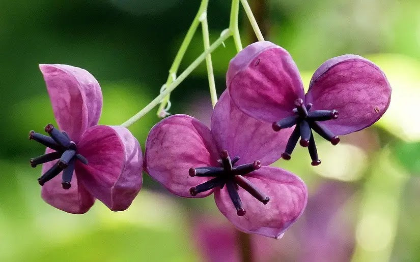 Fiori viola di Akebia quinata