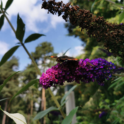 Fiori viola della Buddleja davidii Purple
