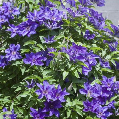 Massa di fiori viola di Clematis ‘The President’