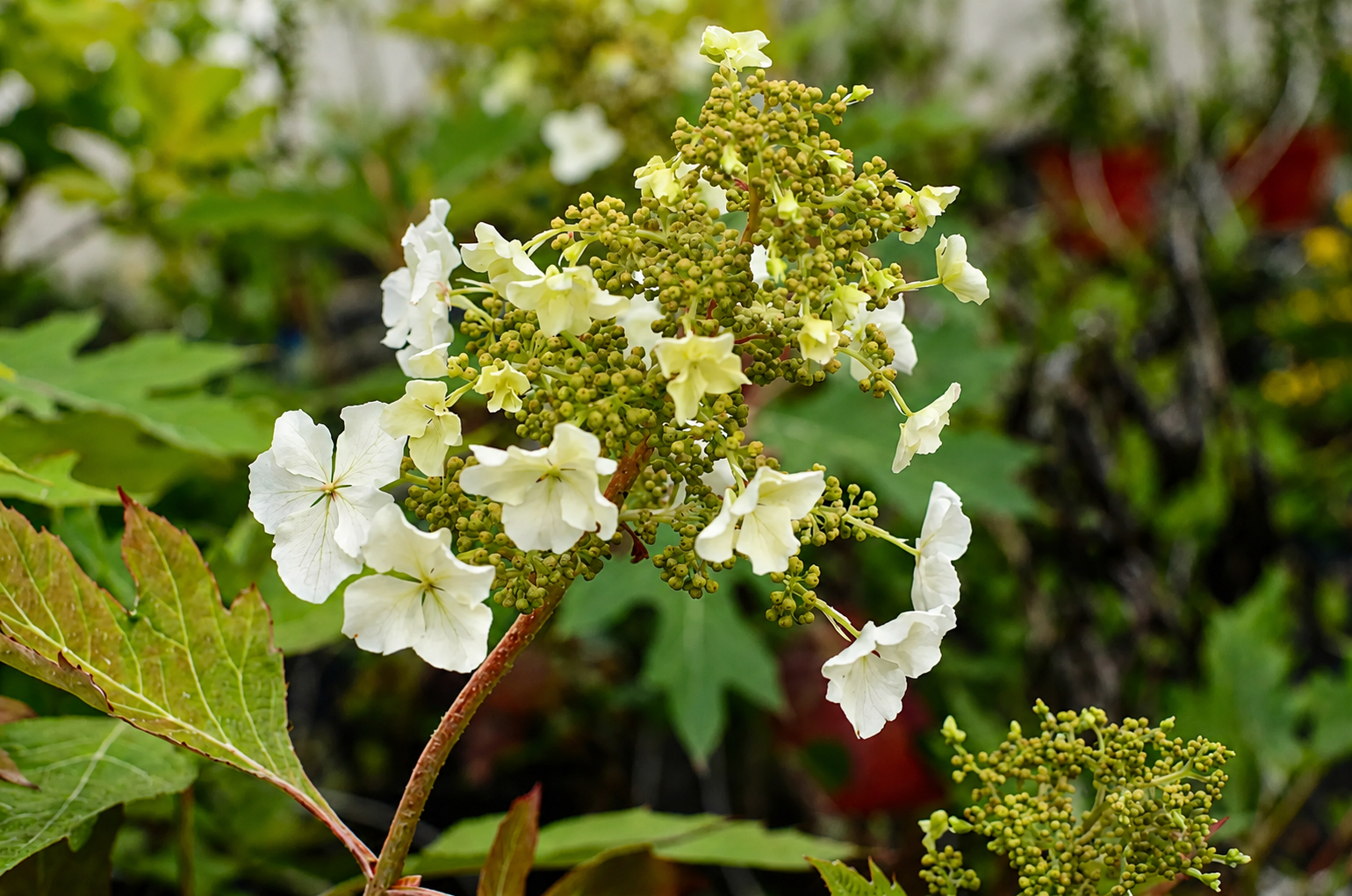 Infiorescenze bianche di Hydrangea quercifolia Ice Crystal