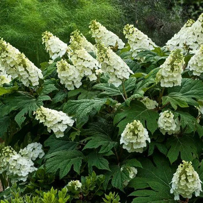 Infiorescenze bianche di Hydrangea quercifolia Jetstream