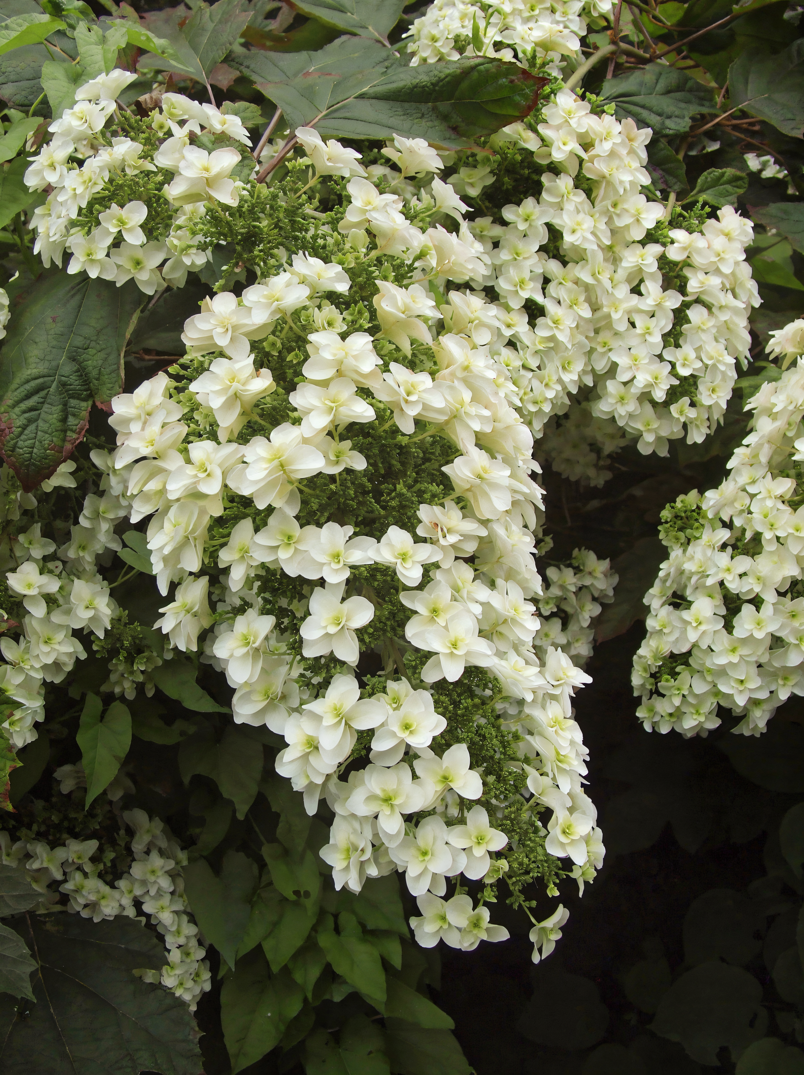 Fiori bianchi di Hydrangea quercifolia